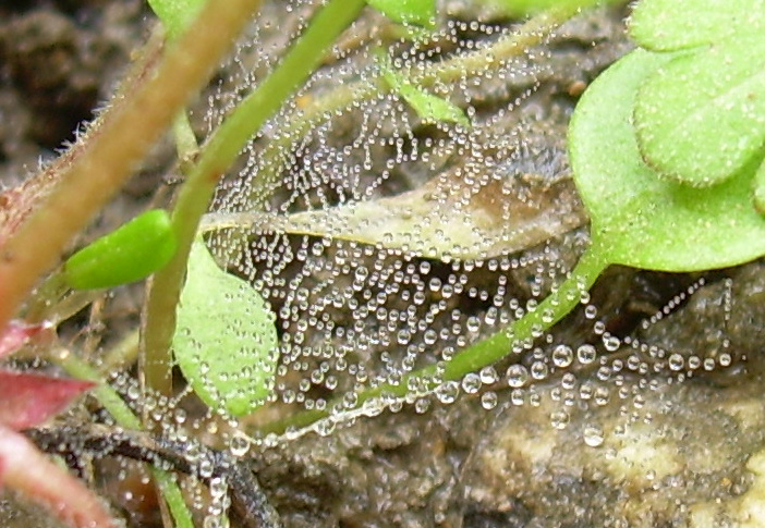 Tela di perle